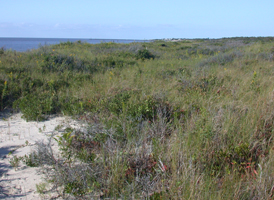 Established Coastal Dunes